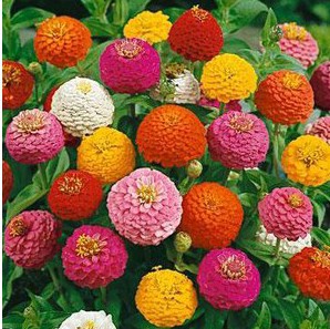 Zinnia Lilliput Sortido: 15 Sementes - SoFlor Sementes