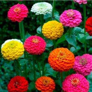 zinnia lilliput sortido 15 sementes 1036 e1496669169220