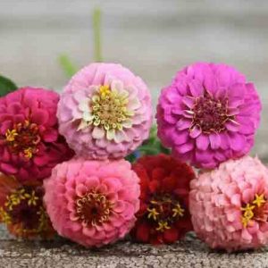 zinnia lilliput sortido 15 sementes 2620 e1496669279657