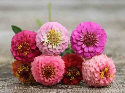 zinnia lilliput sortido 15 sementes 2620 e1496669279657