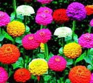 zinnia lilliput sortido 15 sementes 3825 e1496669236191