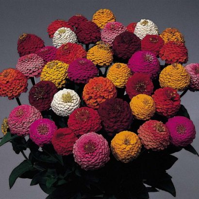 zinnia lilliput sortido 15 sementes 6116