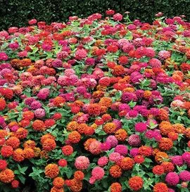 zinnia lilliput sortido 15 sementes 7129 e1496669217821