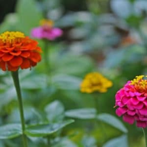 zinnia lilliput sortido 15 sementes 8232 e1496669198854