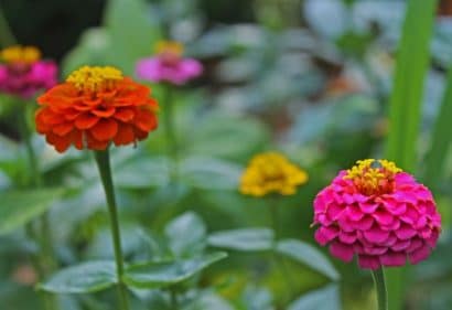 zinnia lilliput sortido 15 sementes 8232 e1496669198854