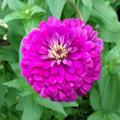 zinnia rosa gigante da california 15 sementes 0691 e1496674755719