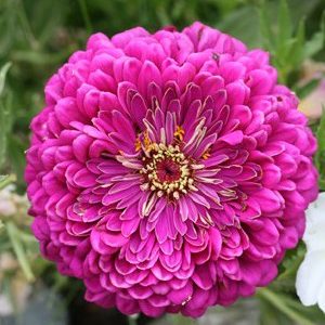 zinnia rosa gigante da california 15 sementes 1884 e1496674817238