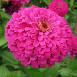 zinnia rosa gigante da california 15 sementes 2381 e1496674842856