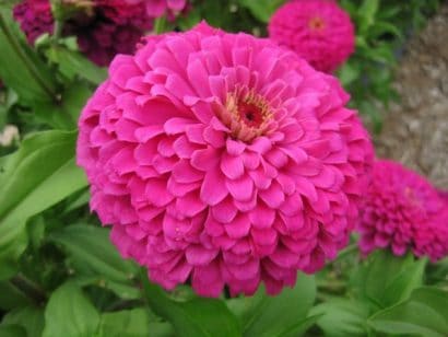 zinnia rosa gigante da california 15 sementes 2381 e1496674842856