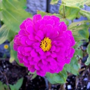 zinnia rosa gigante da california 15 sementes 2487 e1496674777515