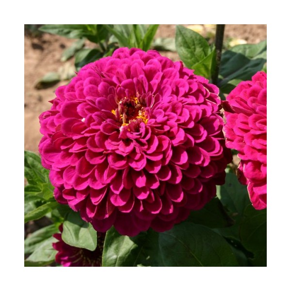 Zinnia Rosa Gigante da Califórnia: 15 Sementes - SoFlor Sementes