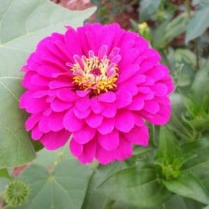 zinnia rosa gigante da california 15 sementes 7462 e1496675033455