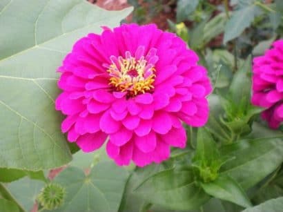 zinnia rosa gigante da california 15 sementes 7462 e1496675033455