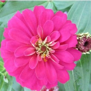 zinnia rosa gigante da california 15 sementes 8678 e1496674873380