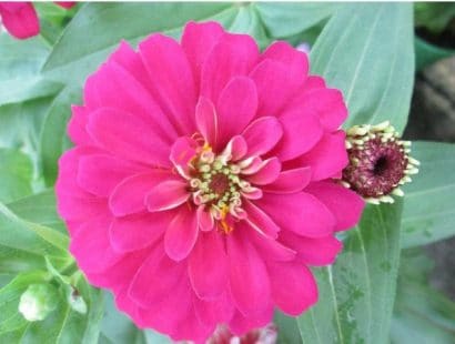 zinnia rosa gigante da california 15 sementes 8678 e1496674873380