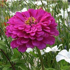 zinnia rosa gigante da california 15 sementes 9165 e1496674955634