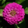 Zinnia Rosa Gigante da Califórnia: 15 Sementes