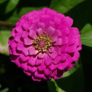 Zinnia Rosa Gigante da Califórnia: 15 Sementes