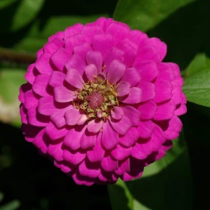 Zinnia Rosa Gigante da Califórnia: 15 Sementes