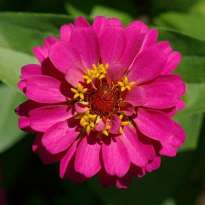 zinnia rosa gigante da california 15 sementes 9675