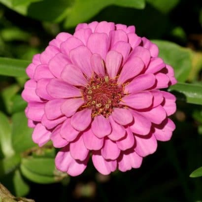 zinnia salmao gigante da california 15 sementes 1116