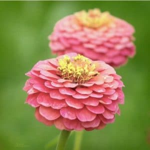 zinnia salmao gigante da california 15 sementes 1527 e1496670763659