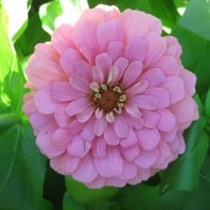 zinnia salmao gigante da california 15 sementes 2301 e1496671915821