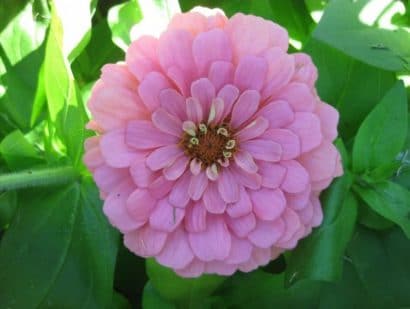 zinnia salmao gigante da california 15 sementes 2301 e1496671915821