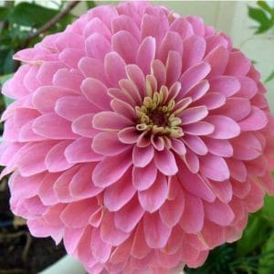 zinnia salmao gigante da california 15 sementes 3323 e1496670783397