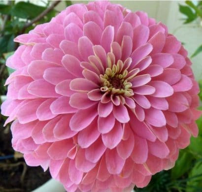 zinnia salmao gigante da california 15 sementes 3323 e1496670783397