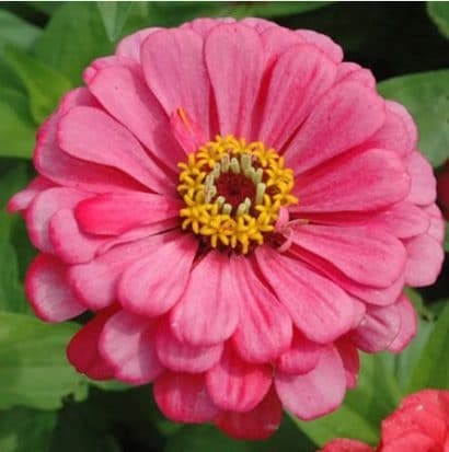 Zinnia Salmão Gigante da Califórnia: 15 Sementes