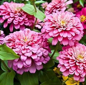 zinnia salmao gigante da california 15 sementes 9208 e1496670867637