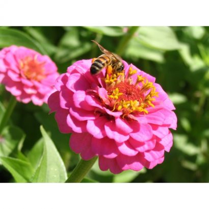 zinnia salmao gigante da california 15 sementes 9505