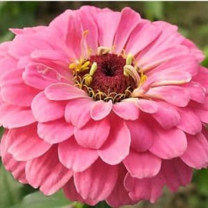 zinnia salmao gigante da california 15 sementes 9819 e1496670812600