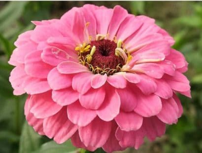 zinnia salmao gigante da california 15 sementes 9819 e1496670812600