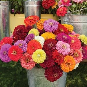 zinnia sortida gigante da california 20 sementes 0535 e1496679835977