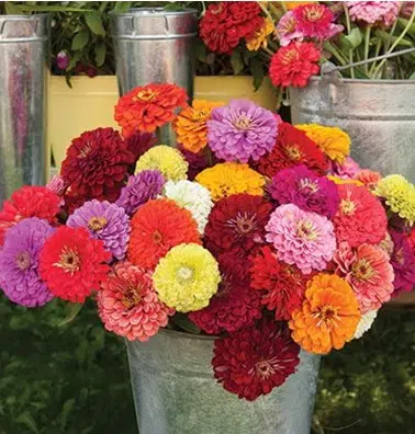 zinnia sortida gigante da california 20 sementes 0535 e1496679835977