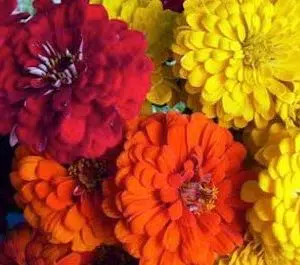 zinnia sortida gigante da california 20 sementes 1255 e1496676949529