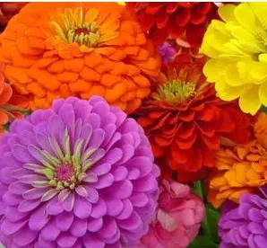 zinnia sortida gigante da california 20 sementes 3431 e1496679856350