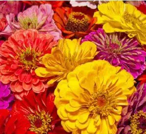 zinnia sortida gigante da california 20 sementes 4026 e1496679879261