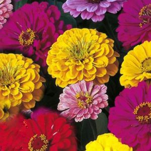 zinnia sortida gigante da california 20 sementes 4052 e1496678263173