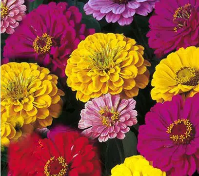 zinnia sortida gigante da california 20 sementes 4052 e1496678263173