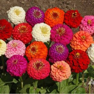 zinnia sortida gigante da california 20 sementes 4845 e1496679149677