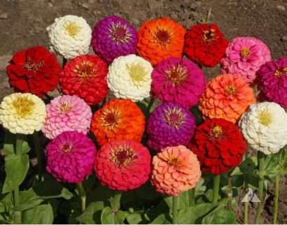 zinnia sortida gigante da california 20 sementes 4845 e1496679149677