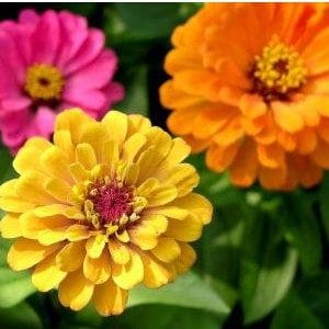 zinnia sortida gigante da california 20 sementes 5142 e1496679788802