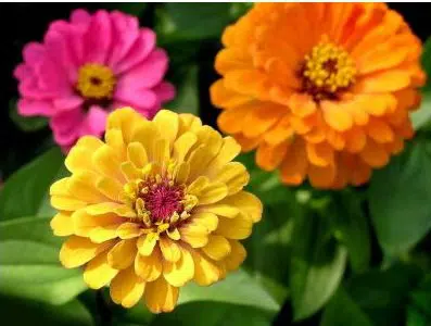 zinnia sortida gigante da california 20 sementes 5142 e1496679788802