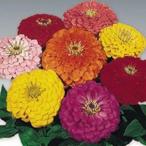 zinnia sortida gigante da california 20 sementes 5948 e1496679094925