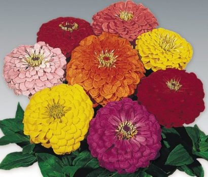 zinnia sortida gigante da california 20 sementes 5948 e1496679094925