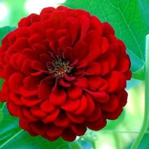 Zinnia Vermelha Gigante da Califórnia: 15 Sementes - SoFlor Sementes