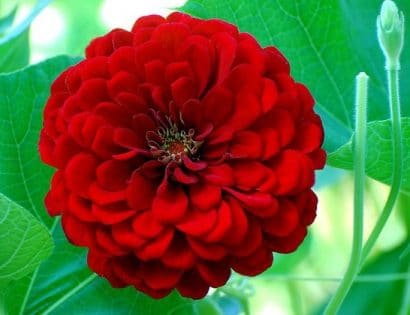 zinnia vermelha gigante da california 15 sementes 0748 e1496670627732